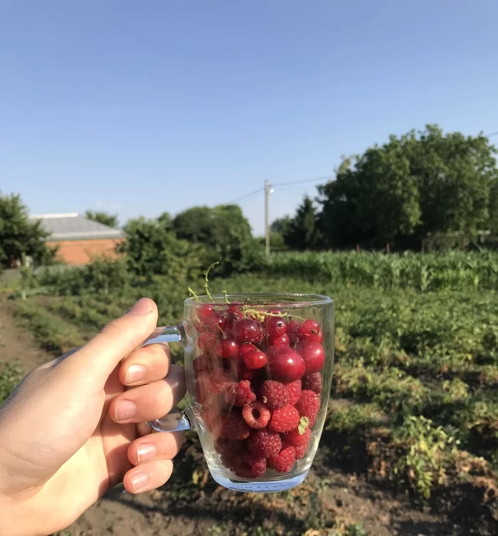 Summer! - My, Summer, Nature, The nature of Russia, beauty