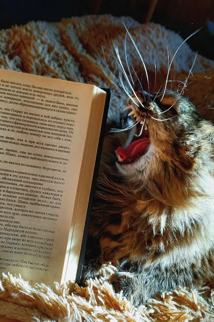 Meow - My, cat, Pets, Books