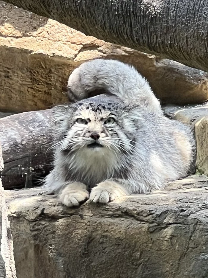 When someone else is petted - Pallas' cat, Pet the cat, Small cats, Cat family