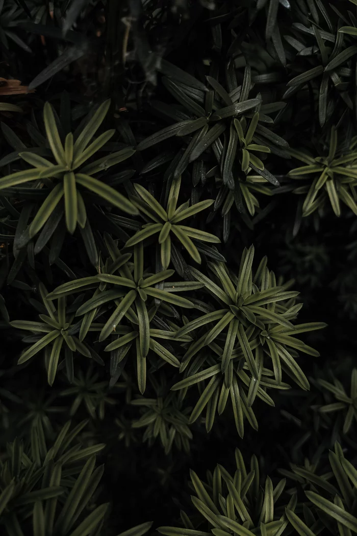 Greens - My, Greenery, The photo, Photo on sneaker, Mobile photography, Summer, Nature, Longpost