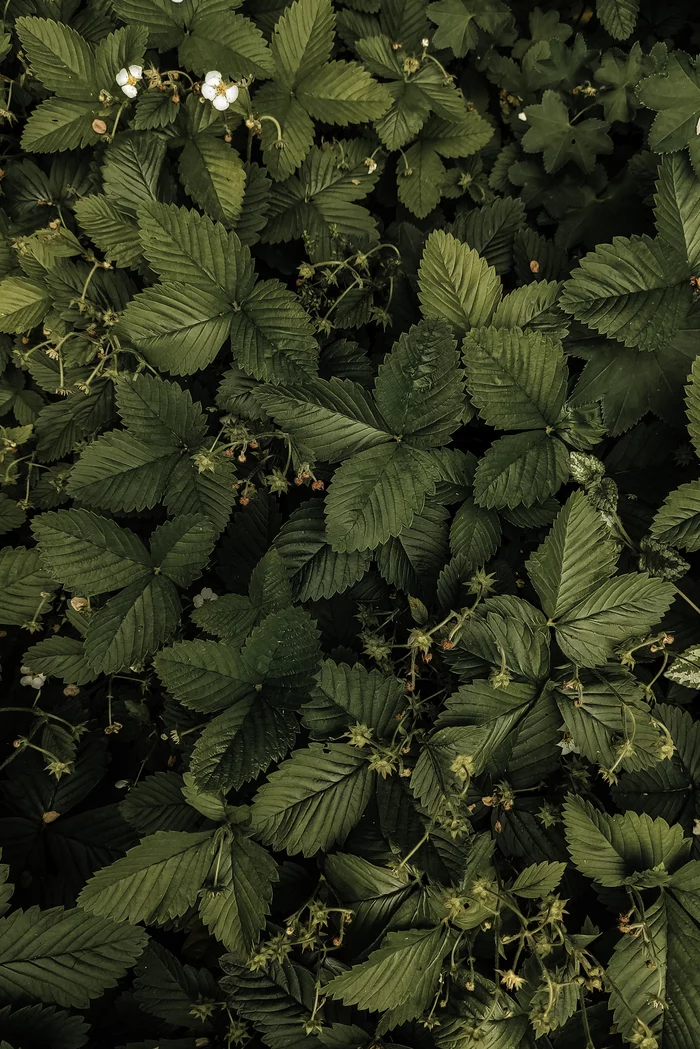 Greens - My, Greenery, The photo, Photo on sneaker, Mobile photography, Summer, Nature, Longpost