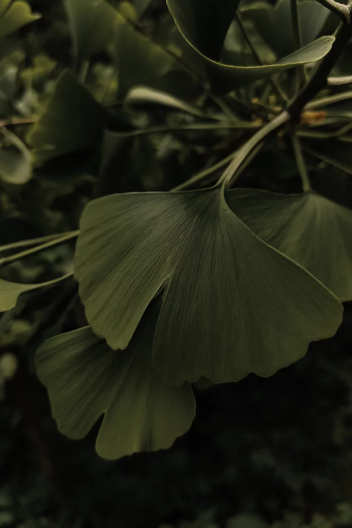 Greens - My, Greenery, The photo, Photo on sneaker, Mobile photography, Summer, Nature, Longpost