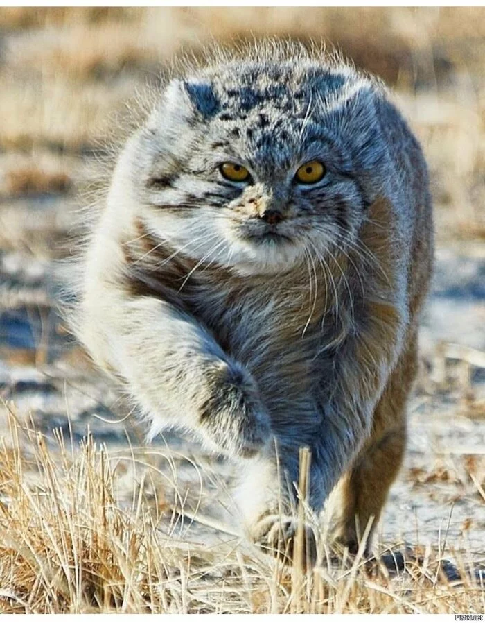 When you're about to be stroked - Pallas' cat, Fearfully, The catcher and the beast runs, You can't iron, Iron, Much needed!, Small cats, Cat family, Predatory animals, Wild animals, Fluffy