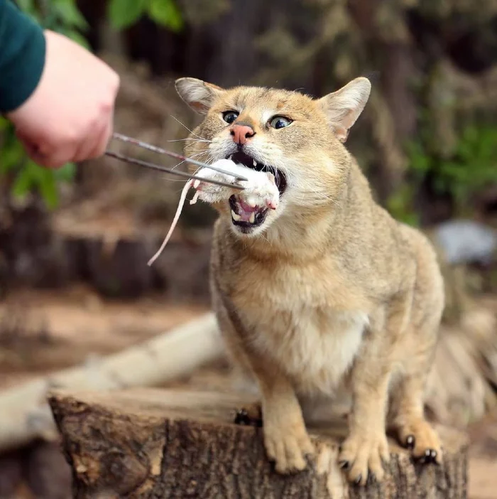 Reed cat in the Moscow Zoo - Jungle cat, Moscow Zoo, Feeding, Mouse, Small cats, Wild animals, Cat family, Predatory animals, The photo