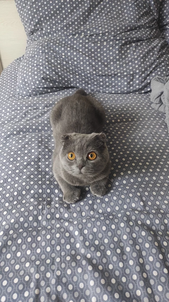 A loaf of gray escorts you to work - My, Milota, Fluffy, cat, Scottish lop-eared