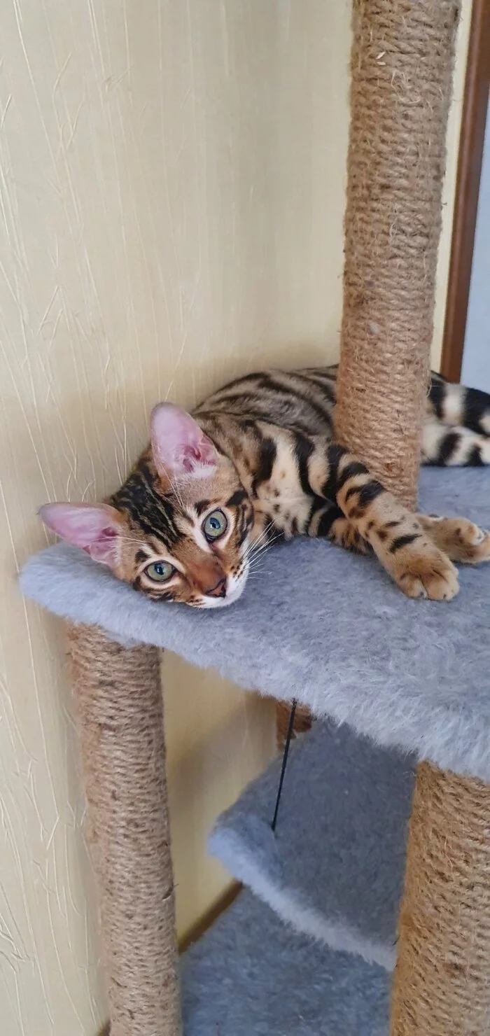 And here is my kitten! Meet Amur-r-r!) - My, Kittens, Bengal cat, Paws, Video, Vertical video, Longpost, cat