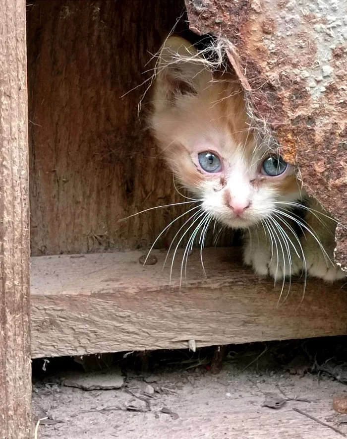 Babies looking for a home! - My, Homeless animals, Helping animals, In good hands, Animal Rescue, Leningrad region, Longpost, cat, Overexposure