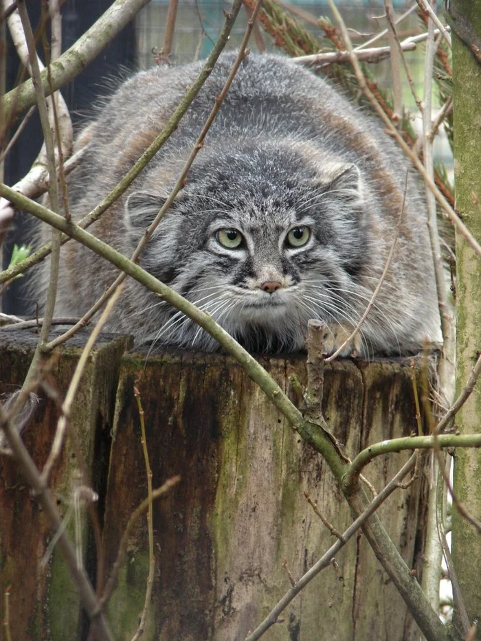 Riga's manul - Pallas' cat, Wild animals, Pet the cat, Predatory animals, The photo, Small cats, Cat family