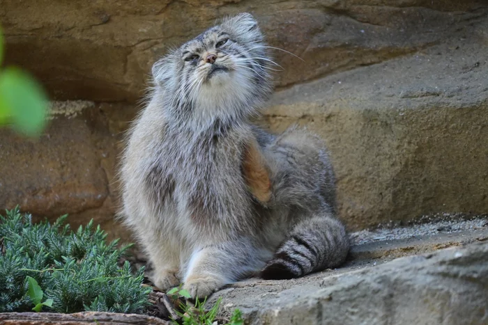 Don't scratch yourself, no one will scratch you - Pallas' cat, Small cats, Wild animals, Pet the cat, Cat family