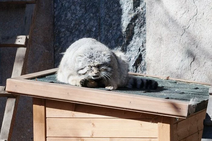 manul - My, Pallas' cat, You can't iron, Pet the cat, Cat family, Small cats, Predatory animals, Wild animals, Moscow Zoo