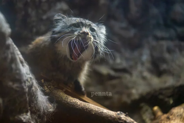 I demand immediate ironing! - Pallas' cat, Pet the cat, Small cats, Cat family, Predatory animals, Wild animals, Zoo