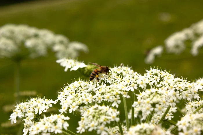 Living creatures on cow parsnip - My, Bees, Insects, Macro photography, Plants, Biology, Bloom, The photo, Hogweed, Longpost