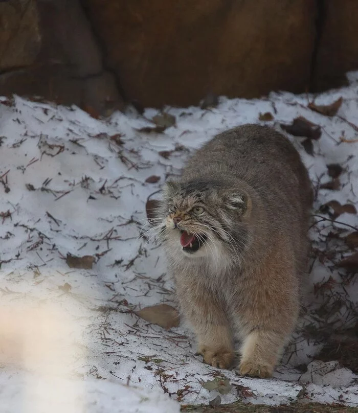 Unironed - Pallas' cat, Cat family, Small cats, The photo, Pet the cat