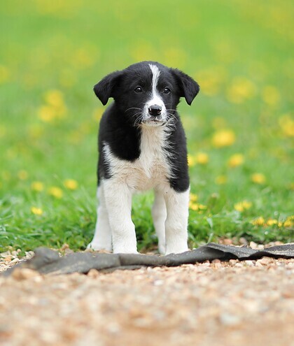 Everyone is not up to them. And their childhood passes in a shelter and hope - My, Dog, Puppies, Moscow, The rescue, Animal Rescue, Shelter, Animal shelter, Help, Longpost, Milota, The strength of the Peekaboo, Chance, In good hands