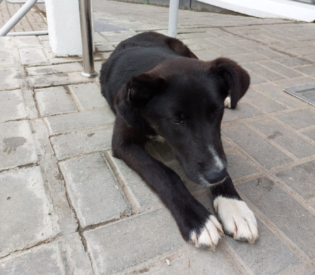 Who lost a puppy? - No rating, Lost, Puppies, Dog, Kaluga region, Homeless animals, Found a dog