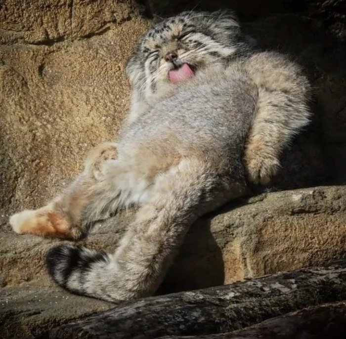 Погладь манула