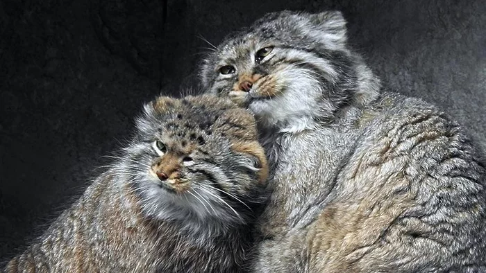 Cheered up and happy - Pallas' cat, Happiness, Tenderness, Small cats, Pet the cat, Cat family