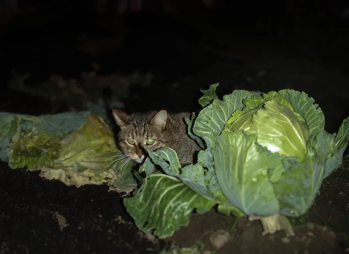 hid - My, cat, Dacha, Summer, Night, Cabbage, Hunting, Garden