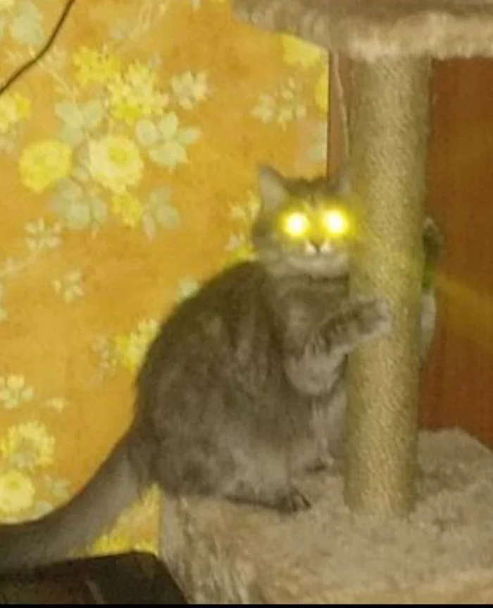 Real cat lamp - My, cat, Glowing eyes, The photo