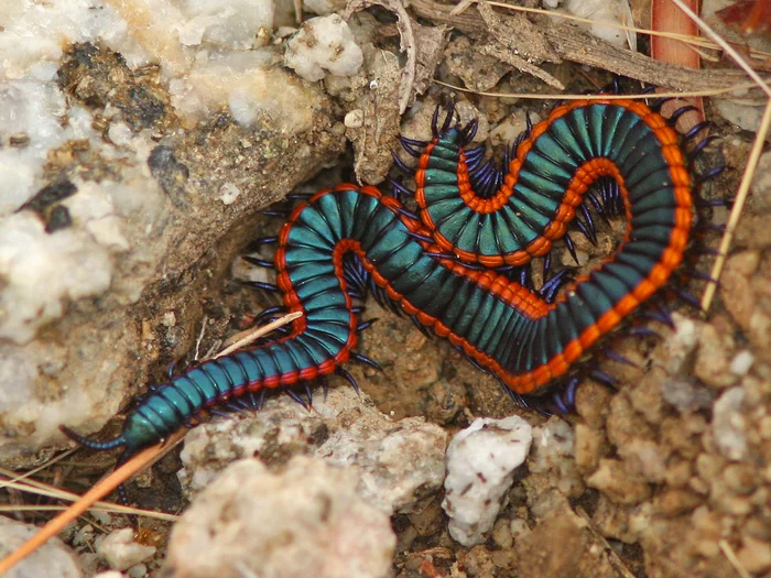 Bro - Centipede, Color, beauty of nature, Arthropods