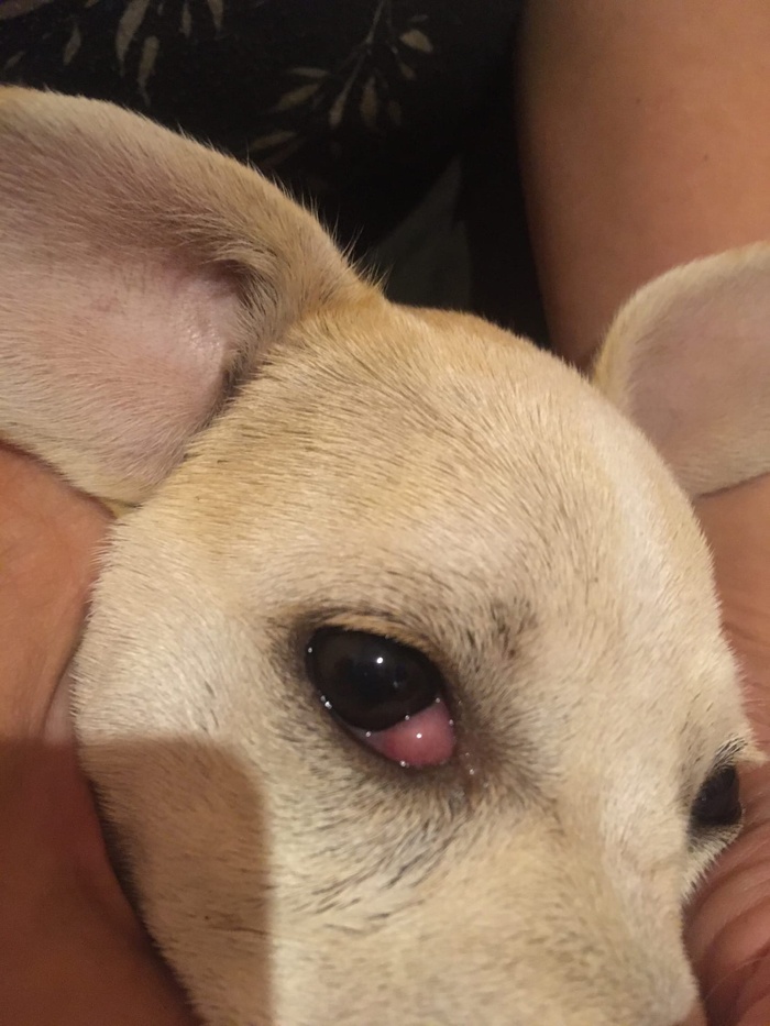 Совет ветеринара нужен