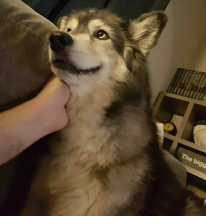 This look... - Dog, Sight, Milota, Photogenic, Alaskan Malamute