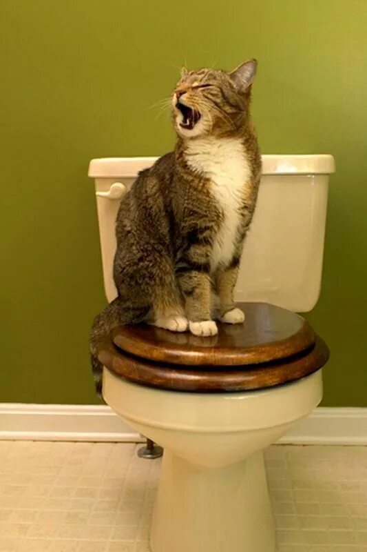 Post warning. Don't sit on the toilet lid! - My, Toilet, Stupidity, Anger, Stulchak, Hit, Madness, Marketers, cat