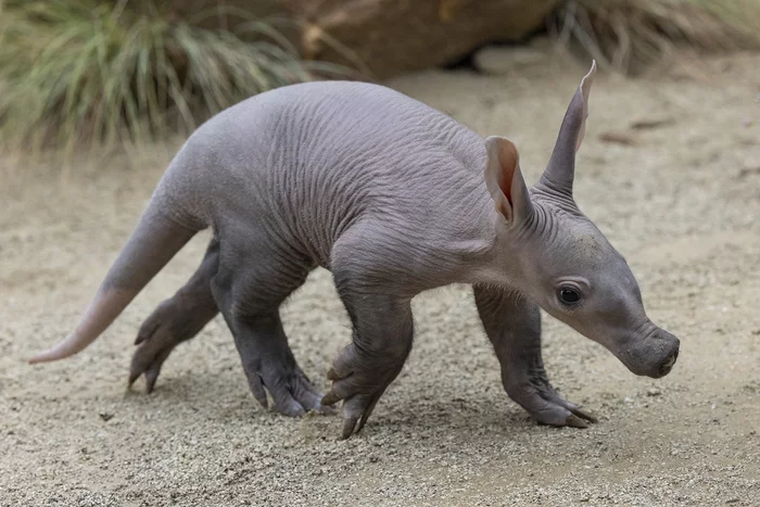 Piglet from the savannah - Aardvark, Young, Birth, Zoo, San Diego, California, USA, Wild animals, Around the world, Longpost