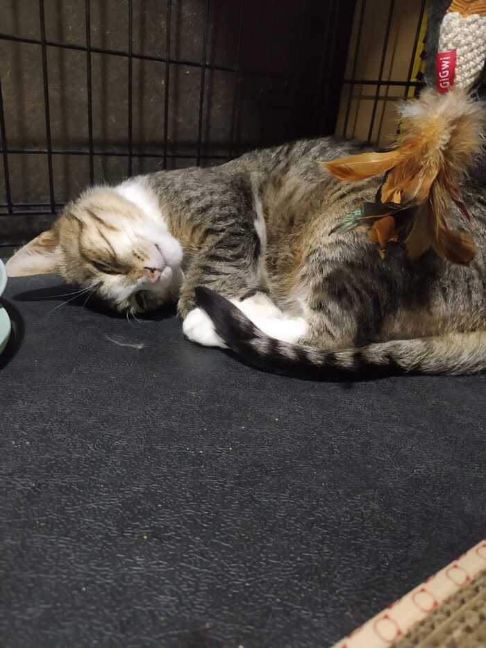 Юпитер в поисках дома Кот, В добрые руки, Москва, Московская область, Без рейтинга, Длиннопост, Видео, Вертикальное видео, Милота, Приют для животных, Приют Муркоша, Помощь, Спасение животных