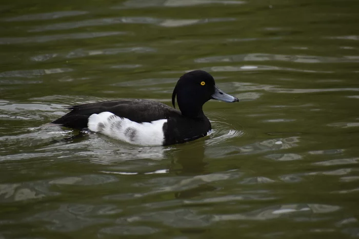 fire in the dark - My, Birds, Duck, The photo, wildlife, The nature of Russia