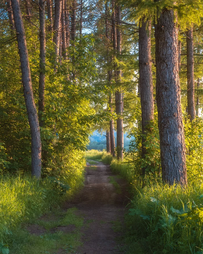 Тропинка - Моё, Фотография, Пермский край, Пейзаж, Закат, Красота природы, Поле, Солнце, Лето, Облака, Природа, Дикая природа, Лес, Тропинка