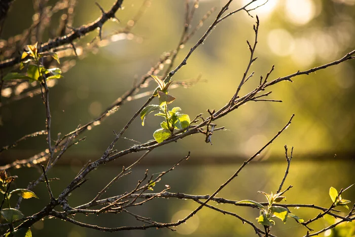 Under the warm rays of the sun - My, The photo, beauty of nature, Tree, Leaves