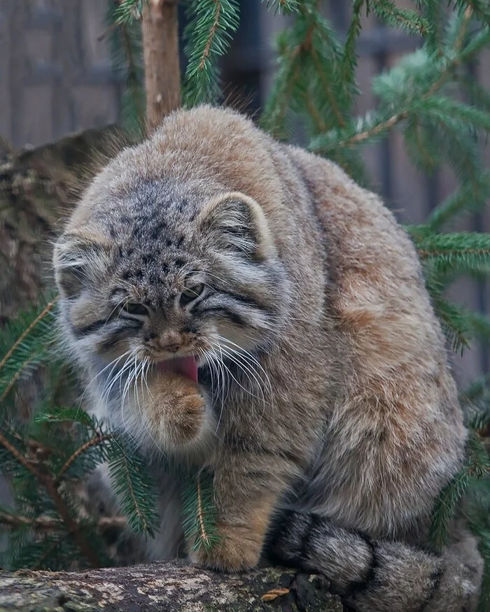 Pet the cat! - Pallas' cat, Small cats, Paws, Milota