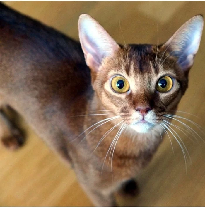 Give away the Abyssinian - Moscow, Moscow region, Abyssinian cat, cat, Kittens, In good hands, No rating