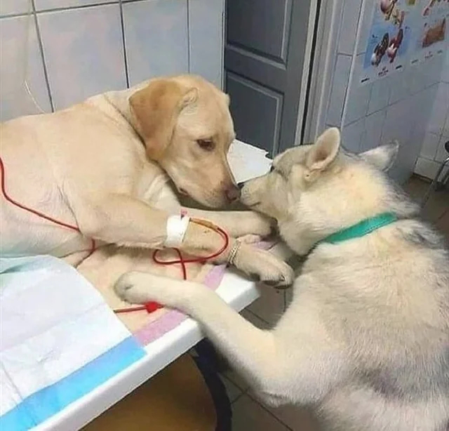 Эта хаски помогает другим собакам успокоиться во время лечения