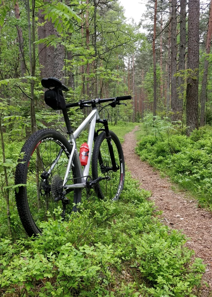 In the woods - My, A bike, Forest, The photo, Nature