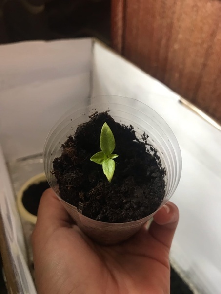 Mini report after 3 weeks - My, Growing, Growbox, Seedling, Hot peppers, Question, Gardening, Vegetable garden on the windowsill, Longpost