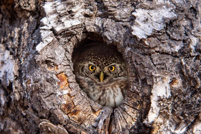 Ku ku... - My, Nature, The nature of Russia, beauty of nature, Sparrow owl, Birds, Predator birds, Hollow, Owl