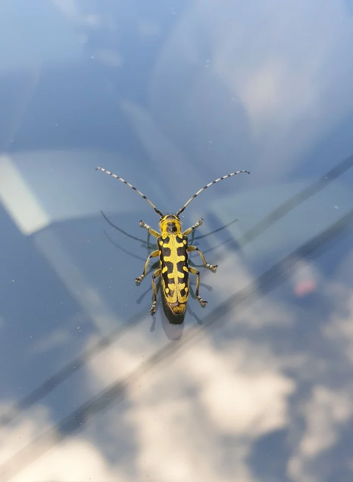 Bug - My, Insects, Mobile photography