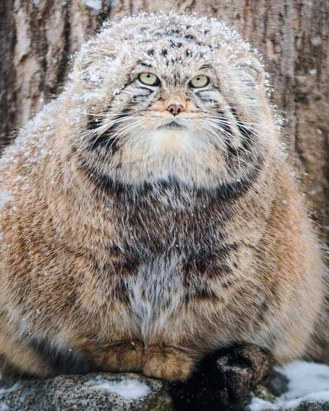 fluffiness - Pallas' cat, Small cats, Pet the cat, Flash mob, Cat family, Wild animals, Predatory animals, Fluffy