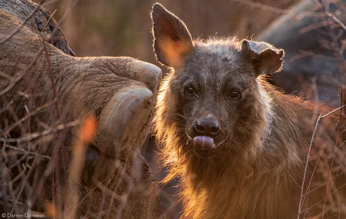 Within Temptation - Brown hyena, Hyena, Predatory animals, Wild animals, wildlife, Reserves and sanctuaries, South Africa, The photo, White Rhinoceros, Mining, Legs