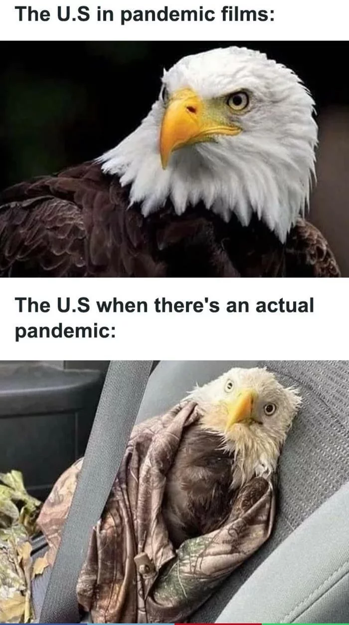 Expectation and reality - USA, Picture with text, Pandemic, Humor, Eagle, Expectation and reality, Translation