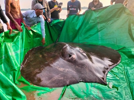 World's largest freshwater fish caught in Cambodia - Stingray, A fish, Freshwater fish, Giants, Mekong, Cambodia, Southeast Asia, Rare view, Catch, released, Video, Youtube, Longpost, Repeat