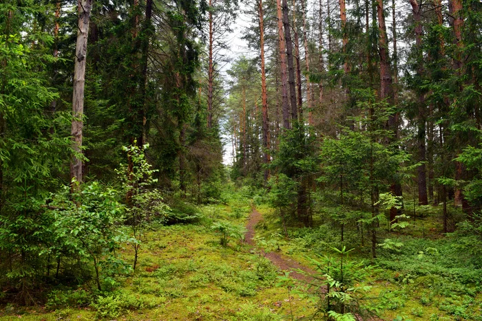 Green trail - My, Forest, Summer, Nature, Tree, Greenery, Nikon, Beginning photographer, The photo, Moscow region