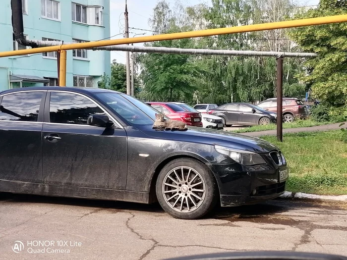 Looks like he picked a car... - My, Samara, cat, Auto