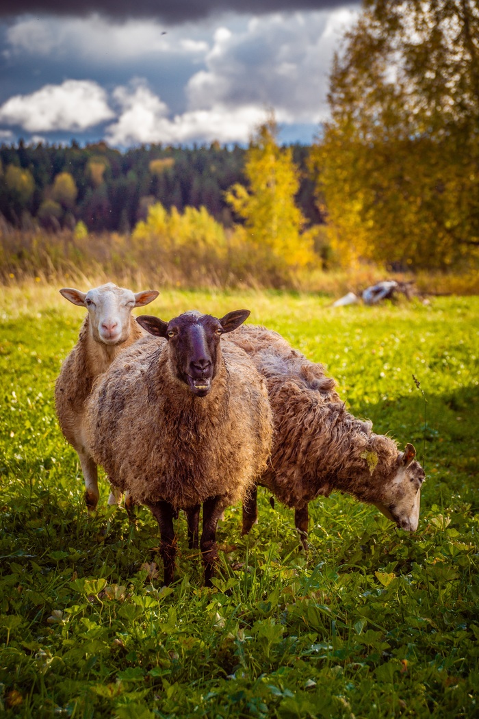  ,    (   ) , , , , , Sony a77