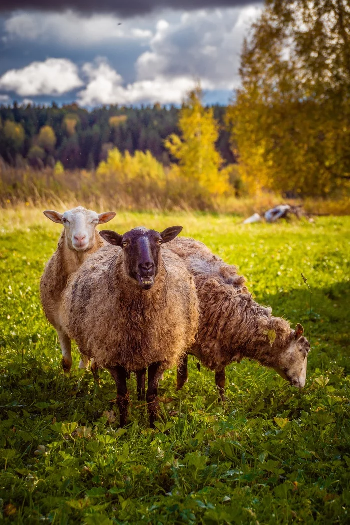 Lambs graze, and you work (but this is not accurate) - My, Rams, Village, Summer, The sun, Longpost, Sony a77