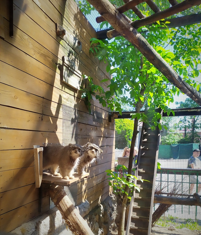 Это считается за два!