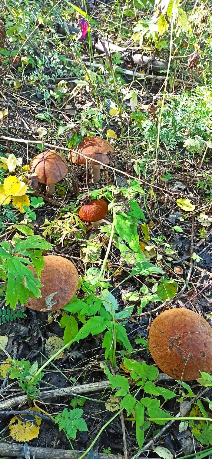 Waiting for mushroom season - My, Mushrooms, Boletus, Joy, Silent hunt, Longpost