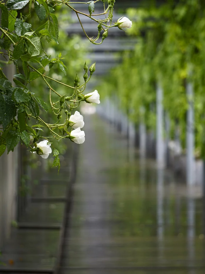 About white roses... - My, White roses, The photo, Pergola, Galitsky Park, Krasnodar Park, Longpost